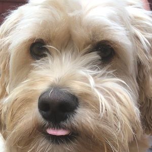 Meet your Posher, Sue